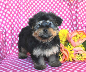 Chocolate morkie puppies for sale sales