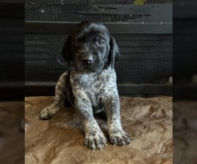 German longhaired pointer puppies for sale store