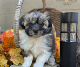 Havanese dachshund mix puppies for sale sale