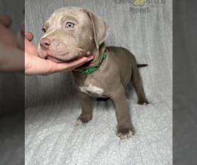 King gotti pitbull puppies for sale online