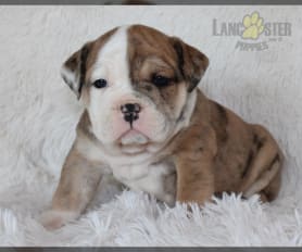 English Bulldog Puppies for Sale Lancaster Puppies