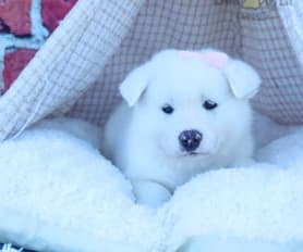 Akc akita puppies for sale sales