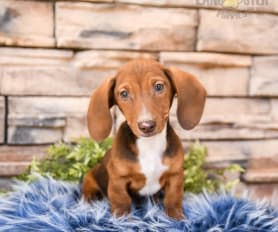 Baby sausage dogs for sale outlet
