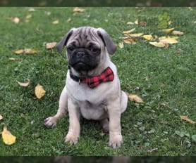 Akc registered pug puppies for sale cheap