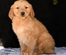 Akc registered golden retriever puppies for sale sale