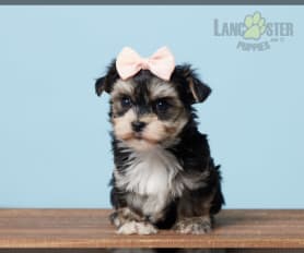 Chocolate morkie puppies for sale hotsell