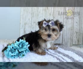 Chocolate morkie puppies for sale store