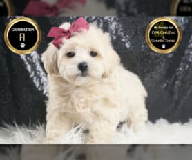 Maltipoo Puppies for Sale Lancaster Puppies