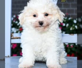Bichpoo Puppies for Sale Lancaster Puppies