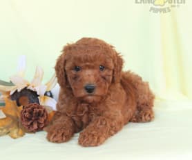 French poodle mini toy for sale store