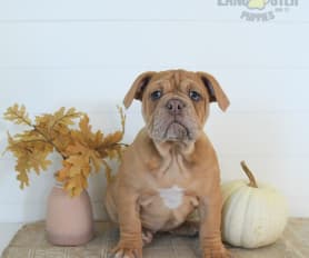 Merle olde english bulldogge puppies for sale sales