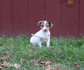 Long haired jack russell puppies for sale clearance
