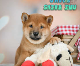 Toy shiba inu for sale hot sale