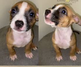 Gator head pitbull puppies for sale store