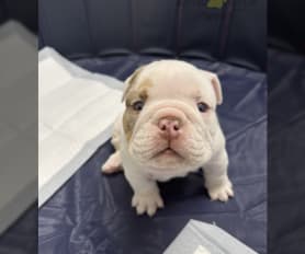 Pedigree british bulldog puppies for sale new arrivals
