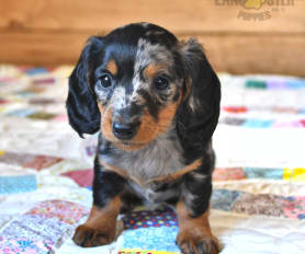 Chocolate dachshund puppies for sale online
