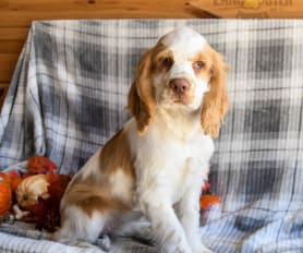 Cocker Spaniel Puppies for Sale Lancaster Puppies