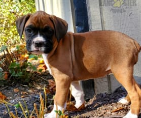 Boxer Puppies for Sale Lancaster Puppies
