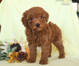Toy Poodle Puppies for Sale Lancaster Puppies