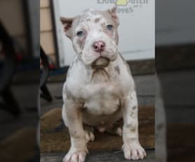 Gator head bully for sale hot sale