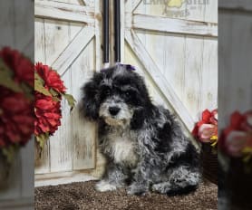 Flat coat cockapoo for sale online