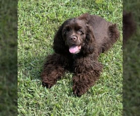Chocolate cocker spaniel for sale online