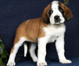 Long haired st bernard puppies for sale outlet