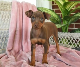 Miniature Pinscher Puppies for Sale Lancaster Puppies
