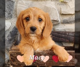 Mini poodle mix puppies for sale online