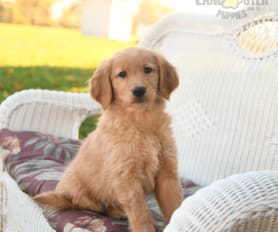 Golden retriever long hair puppies sales