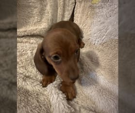 Ckc dachshund online