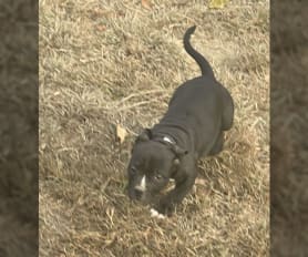 King pitbull puppies for sale sales