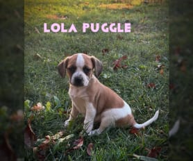 Toy puggle puppies for sale online