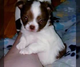 Chihuahua Puppies for Sale Lancaster Puppies