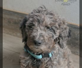 Merle labradoodle puppy for sale on sale