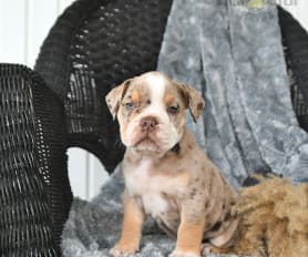 Olde English Bulldogge Puppies for Sale Lancaster Puppies