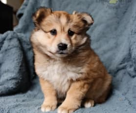 Eli puppies for sale cheap