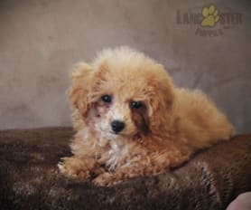 Cinnamon toy poodle for sale discount