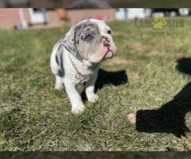 Merle olde english bulldog for sale online