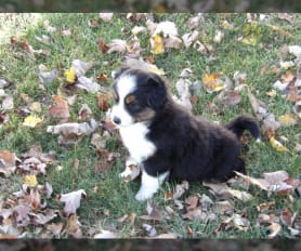 Miniature Australian Shepherd Puppies for Sale Lancaster Puppies