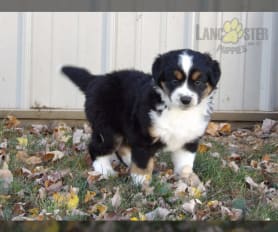 Miniature american shepherd puppies for sale sales