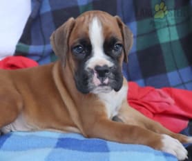 Kennel club boxer puppies on sale