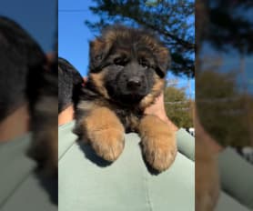Pet stores in brooklyn that sell puppies sales