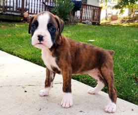Female boxers for sale hot sale