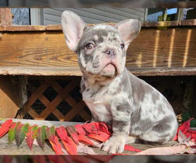 Puppies for sale in Gap PA Lancaster Puppies