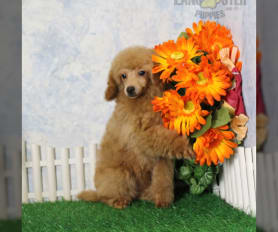 Golden toy poodle for sale sales