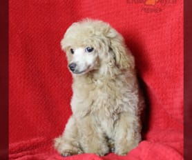 Male toy poodle for sale online