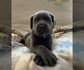 Gap puppies discount