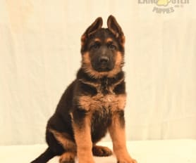 Extra large german shepherd puppies for sale online