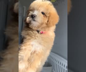 Greenfield puppies toy poodles 2025